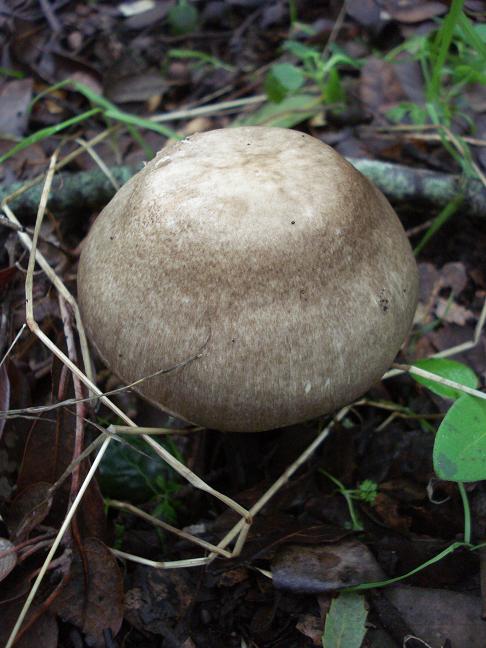 Agaricus moelleri